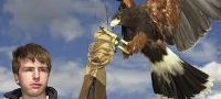 Falconry - Birds of Prey Gloucestershire