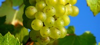 Cream Tea Wine Tour