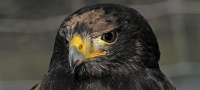 Falconry Essex