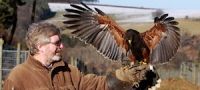 Falconry Edinburgh