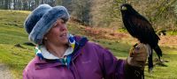 Hawk Walk Lake District