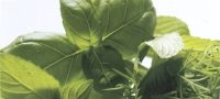 Grow Your Own Herb Garden