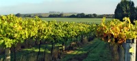 Adopt a Vine West Sussex