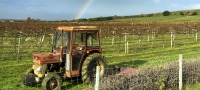 Adopt a Vine with Lunch for Two