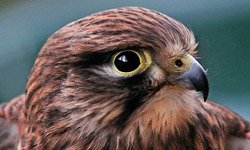 Falconry Taster Essex
