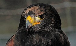 Falconry Essex