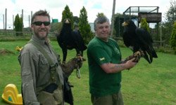 Full Day Falconry Essex