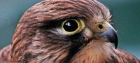 Falconry Taster Essex