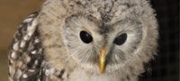 Owl Experience Essex