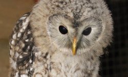 Owl Experience Essex