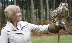 Falconry Nottingham