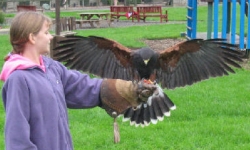 Family Falconry Edinburgh