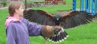 Family Falconry Edinburgh