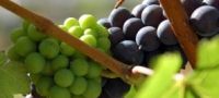 Know your Classic Grapes 