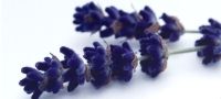 Grow Your Own Lavender
