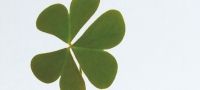 Grow Your Own Lucky Clover