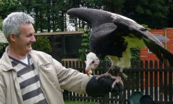 Falconry Birmingham