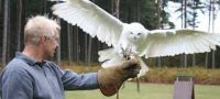 Owl Encounter Derbyshire