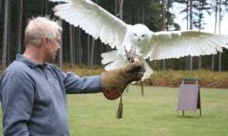 Owl Encounter Derbyshire
