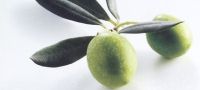 Grow Your Own Olives
