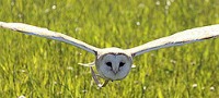 Owl Experience North Yorkshire