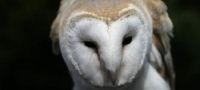 Falconry Lanarkshire