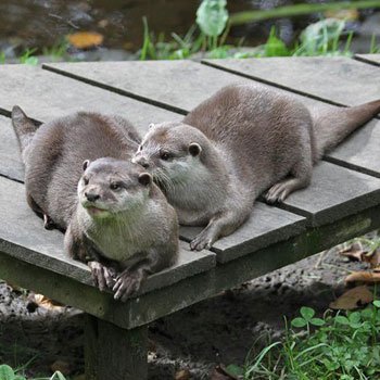 Animal Keeper Experience