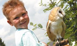 Owl Experience East Sussex