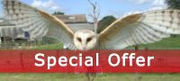 Save on Falconry East Sussex - Birds of Prey Experience now only £79 from Into the blue