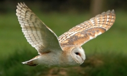Owl Experience Kent