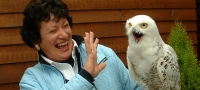 Owl Experience Kent