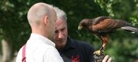 Birds of Prey Experience