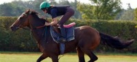 Newmarket Tour