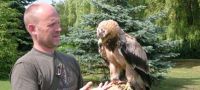 Falconry Essex