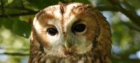 Hawks, Birds of Prey and Falconry Essex