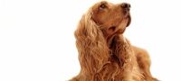 Pet Portraits Nationwide