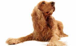 Pet Portraits