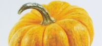 Grow Your Own Pumpkins