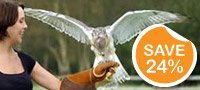 Raptor Encounter Cheshire