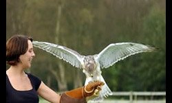 Raptor Encounter Cheshire