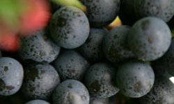 Rent a Vine in West Sussex