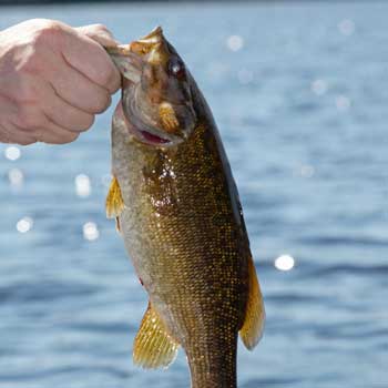 Sea Bass Fishing Brighton