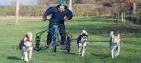 Husky Rides Gloucestershire