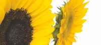 Grow Your Own Sunflowers