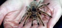 Spiders and Snakes Experience