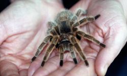 Spiders and Snakes Experience