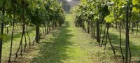 Rent a Vine