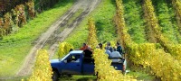 Grape Picking Surrey