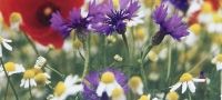 Grow Your Own Wild Flowers