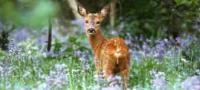 Wildlife Experience in West Sussex
